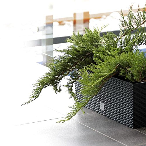 Prosperplast Rato Case DRTC500 S433 антрацит ратан саксия