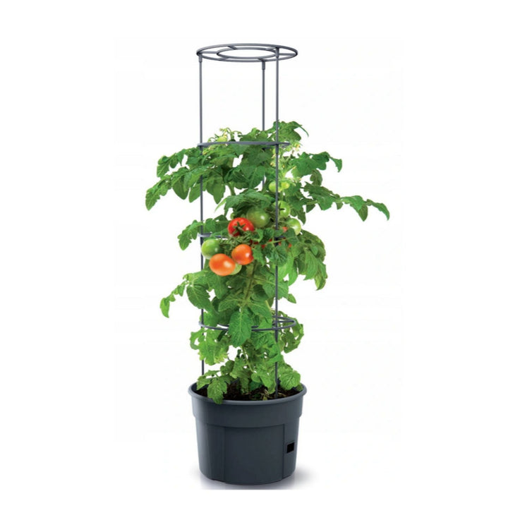 Устойчив на замръзване саксиен за домати Tomato Grower IPOM300