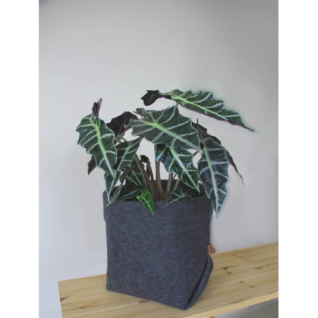 Bertoni Прост филцов капак за тенджера, размер XL – 25 cm